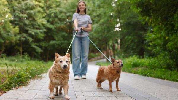 Más sanos y más adaptables: razones por las que los perros mestizos dominan las adopciones - Más fáciles de adaptar: el punto fuerte de los perros mestizos