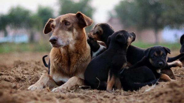Más sanos y más adaptables: razones por las que los perros mestizos dominan las adopciones - Por qué los perros mestizos tienen menos enfermedades (según la ciencia)