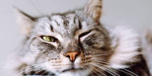 El gesto en la cara de tu gato que puede revelar dolor (y muchos cuidadores no lo detectan)