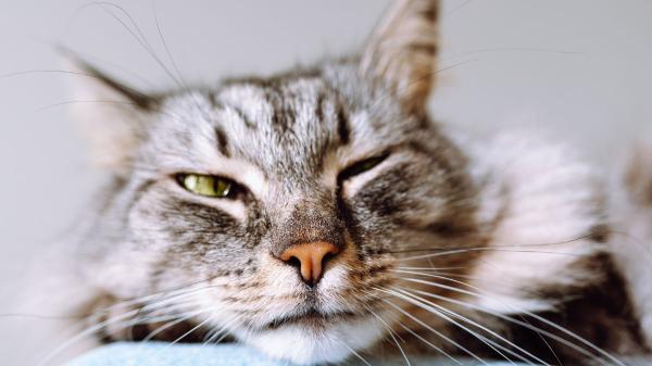 El gesto en la cara de tu gato que puede revelar dolor (y muchos cuidadores no lo detectan)