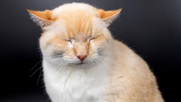 El gesto en la cara de tu gato que puede revelar dolor (y muchos cuidadores no lo detectan) - Estos cambios en la cara de tu gato pueden significar dolor