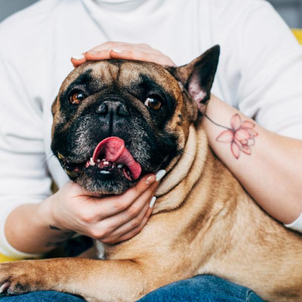 es normal que los cachorros tengan hipo todos los días