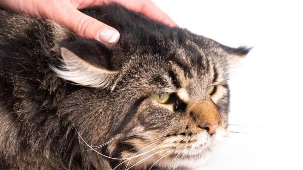 El gesto en la cara de tu gato que puede revelar dolor (y muchos cuidadores no lo detectan) - Las causas más comunes del dolor en gatos (y muchas pueden pasar desapercibidas)
