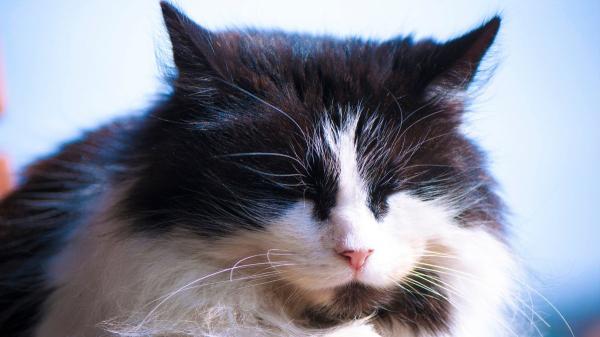 El gesto en la cara de tu gato que puede revelar dolor (y muchos cuidadores no lo detectan) - No es solo la cara: estos cambios también pueden indicar dolor en tu gato