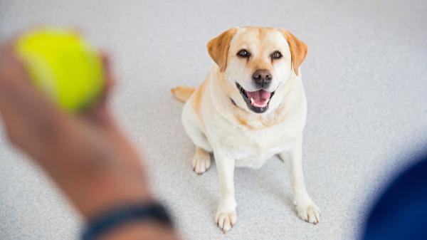 Los adiestradores caninos coinciden: “Jugar con la pelota todos los días puede generar un problema en tu perro sin que lo notes” - El problema no es la pelota, sino cómo se utiliza