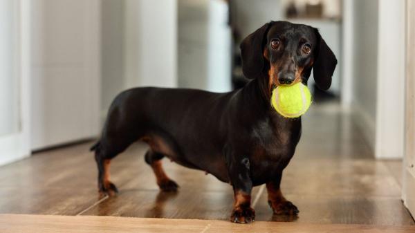 Los adiestradores caninos coinciden: “Jugar con la pelota todos los días puede generar un problema en tu perro sin que lo notes” - La diferencia entre un perro que juega y uno que está enganchado, según los expertos