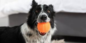 Los adiestradores caninos coinciden: “Jugar con la pelota todos los días puede generar un problema en tu perro sin que lo notes”