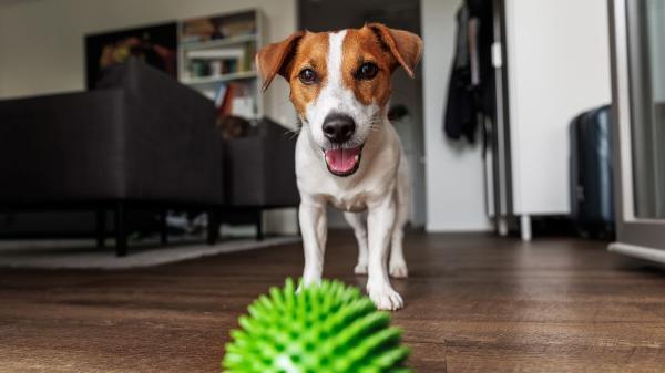 Los adiestradores caninos coinciden: “Jugar con la pelota todos los días puede generar un problema en tu perro sin que lo notes” - Obsesión, frustración y nerviosismo: lo que puede generar jugar con la pelota a diario