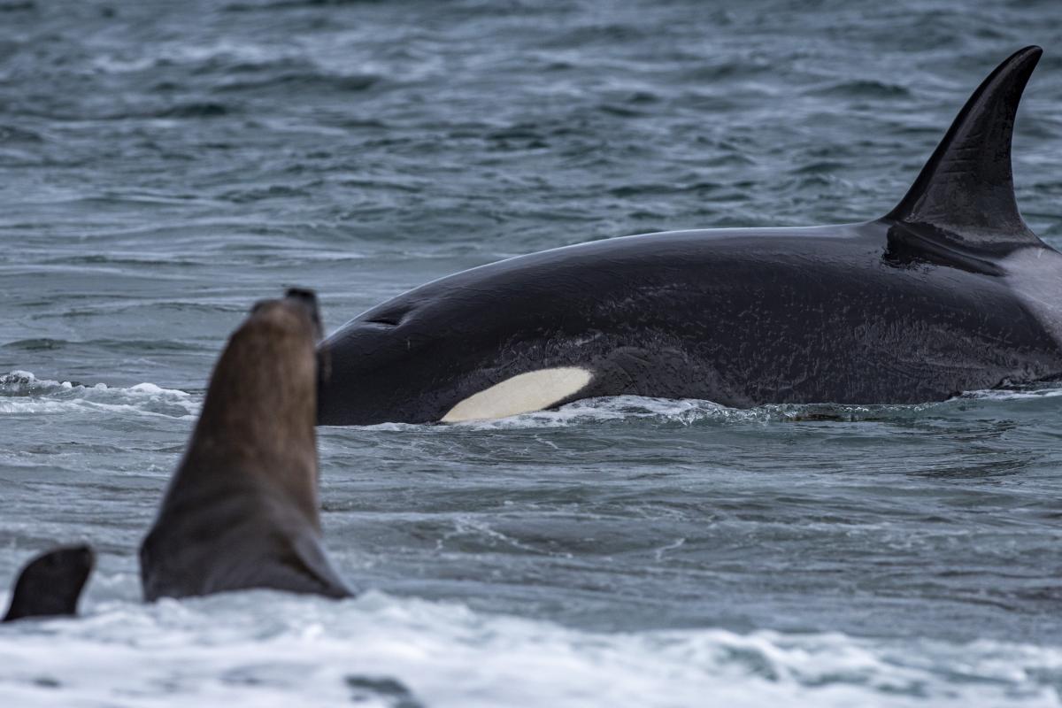 ¿Qué comen las orcas?