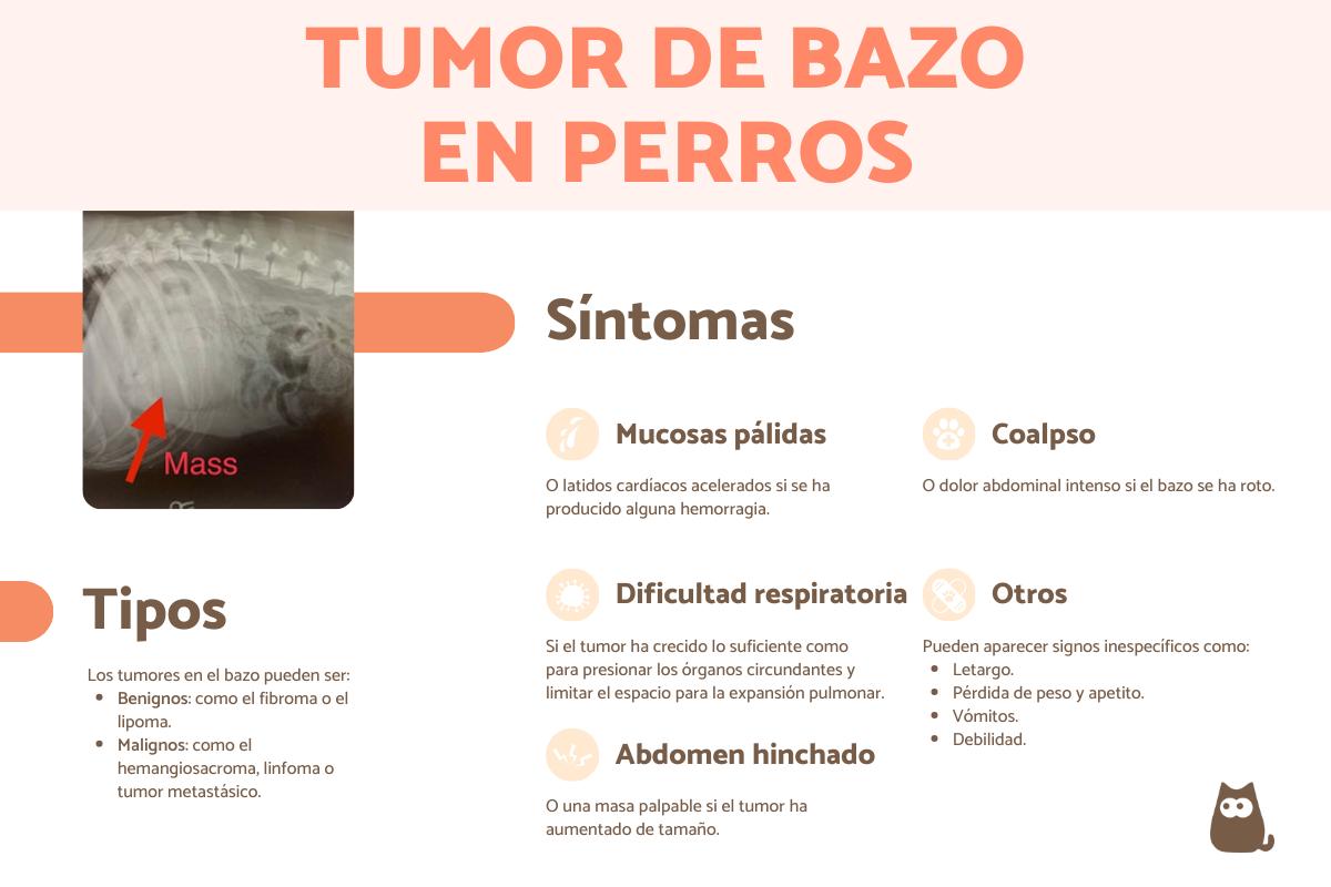 Tumor en el bazo en perros: síntomas y tratamiento