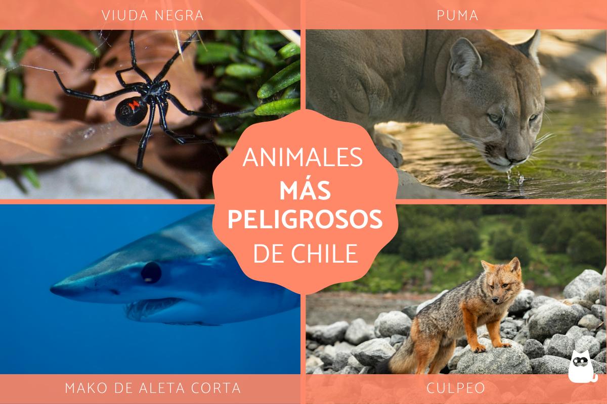 Animales más peligrosos en Chile