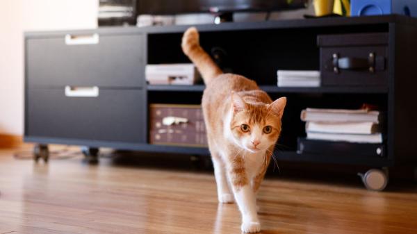 Pilar Guerrero, etóloga felina: “Hablar a tu gato por cámara, sin que pueda verte ni olerte, puede confundirle y estresarle” - La advertencia de la etóloga sobre dejar juguetes a tu gato cuando se queda solo en casa