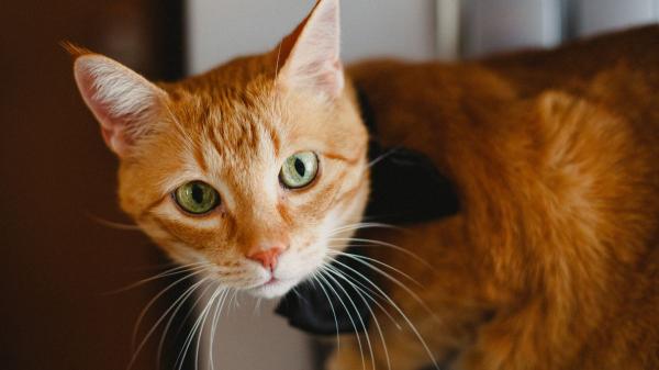 Pilar Guerrero, etóloga felina: “Hablar a tu gato por cámara, sin que pueda verte ni olerte, puede confundirle y estresarle” - La cámara de vigilancia sí, pero bien usada