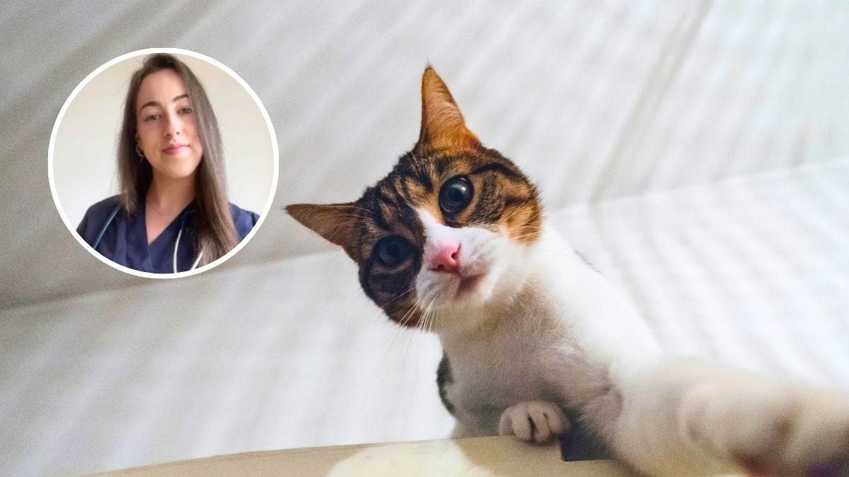 Pilar Guerrero, etóloga felina: “Hablar a tu gato por cámara, sin que pueda verte ni olerte, puede confundirle y estresarle”