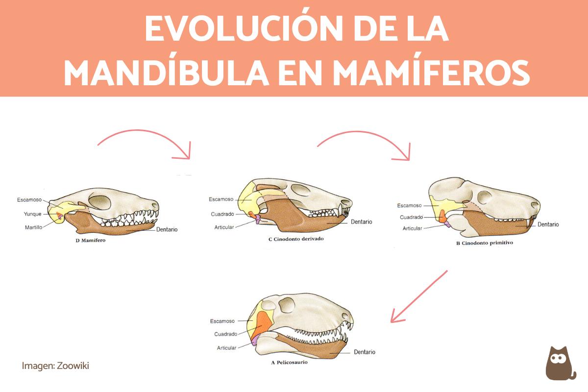 ¿Cómo es la mandíbula de los vertebrados que tienen dientes?