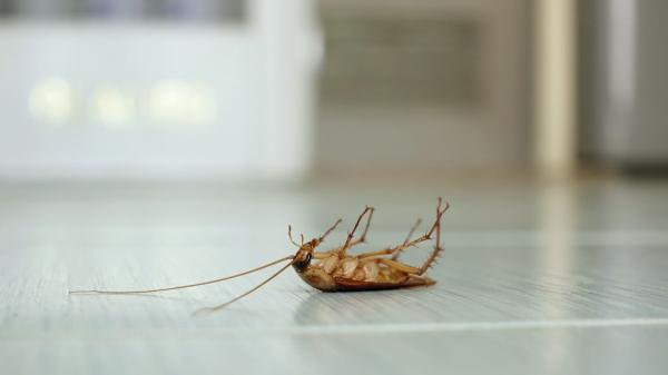 No vienen de la calle: los insectos que ves en casa ya tienen sus nidos dentro - Escarabajos, moscas y cucarachas: otros insectos que pueden vivir ocultos en casa