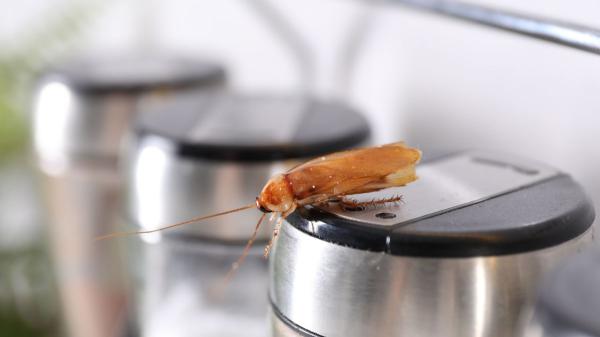 No vienen de la calle: los insectos que ves en casa ya tienen sus nidos dentro - Estos son los rincones de casa donde suelen esconderse los insectos