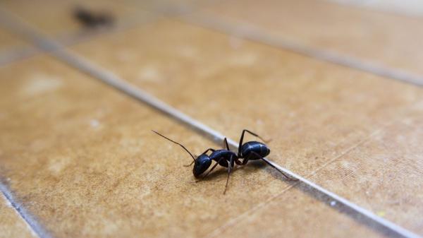 No vienen de la calle: los insectos que ves en casa ya tienen sus nidos dentro - Las hormigas que ves son solo una parte: el nido puede estar dentro de las paredes