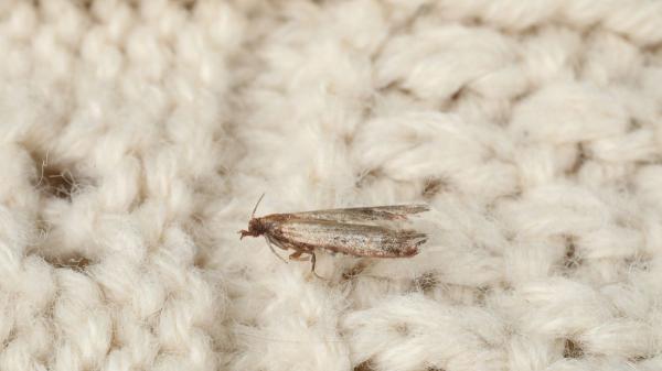 No vienen de la calle: los insectos que ves en casa ya tienen sus nidos dentro - Las polillas pueden reproducirse durante meses dentro de casa sin que lo notes