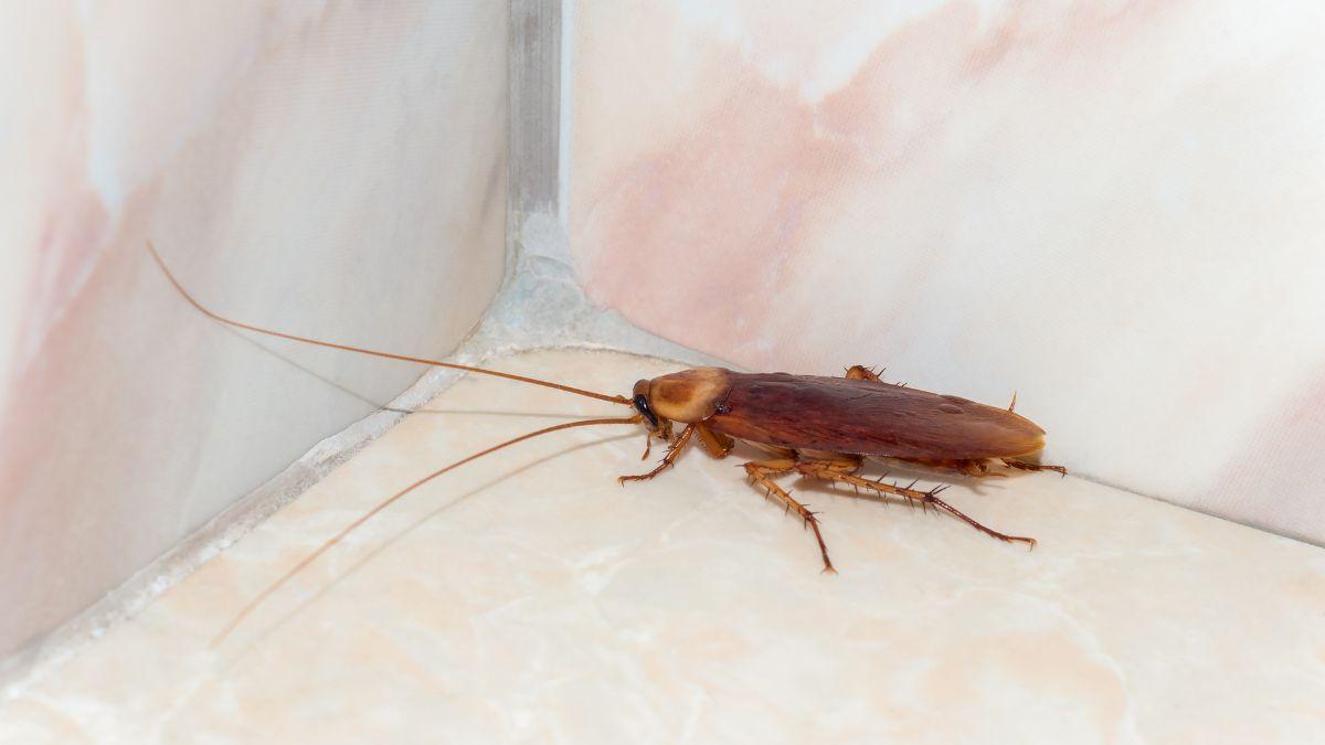 No vienen de la calle: los insectos que ves en casa ya tienen sus nidos dentro