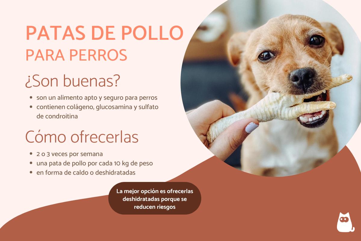 Patas de pollo para perros: beneficios y cómo dárselas