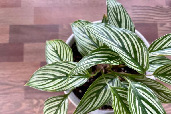 Plantas de interior aptas para gatos - 10. Calathea