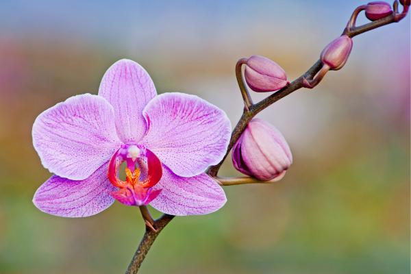 Plantas de interior aptas para gatos - 1. Orquídea mariposa
