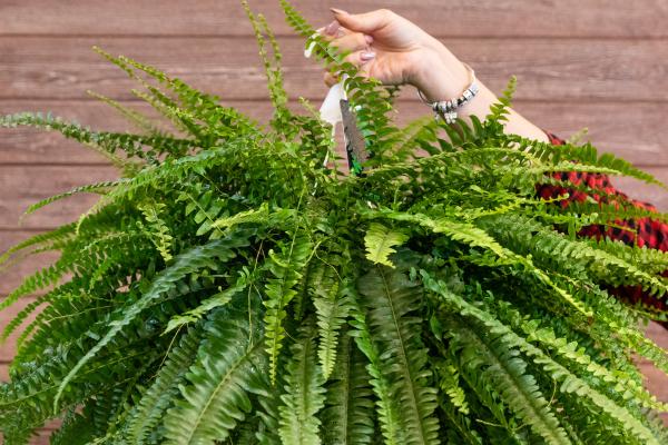 Plantas de interior aptas para gatos - 2. Helecho de Boston