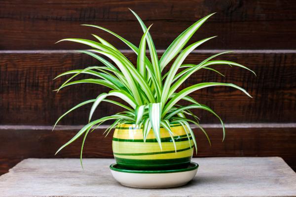 Plantas de interior aptas para gatos - 3. Cinta o lazo de amor