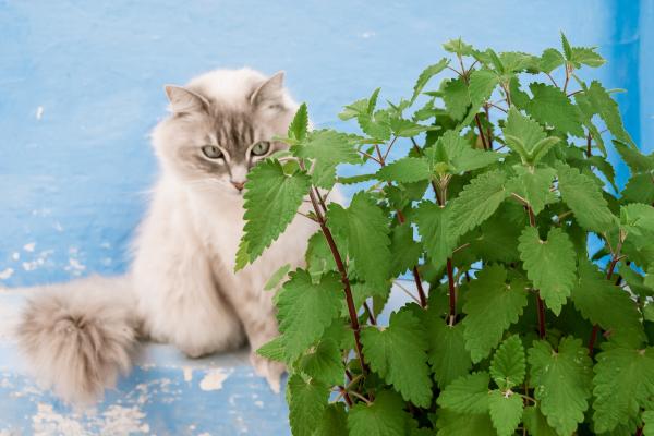 Plantas de interior aptas para gatos - 4. Hierba gatera o catnip