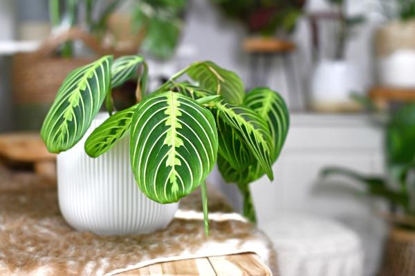 Plantas de interior aptas para gatos - 5. Maranta
