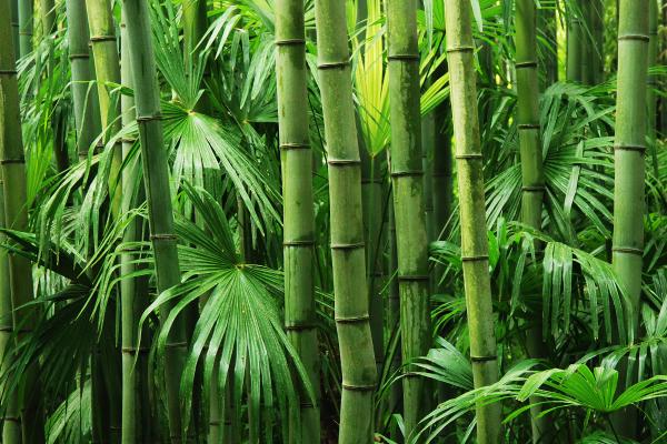 Plantas de interior aptas para gatos - 7. Bambú auténtico de la suerte
