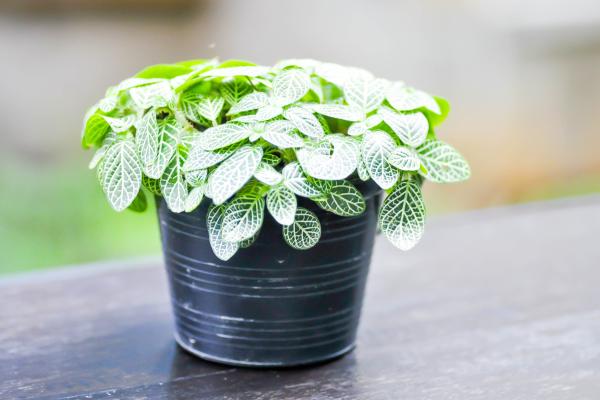 Plantas de interior aptas para gatos - 8. Fitonia
