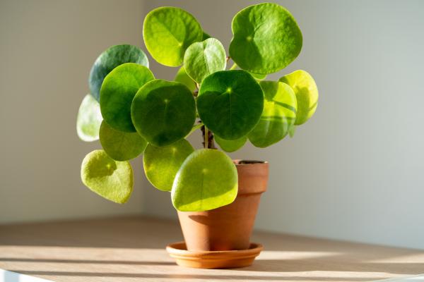 Plantas de interior aptas para gatos - 9. Pilea peperomioides