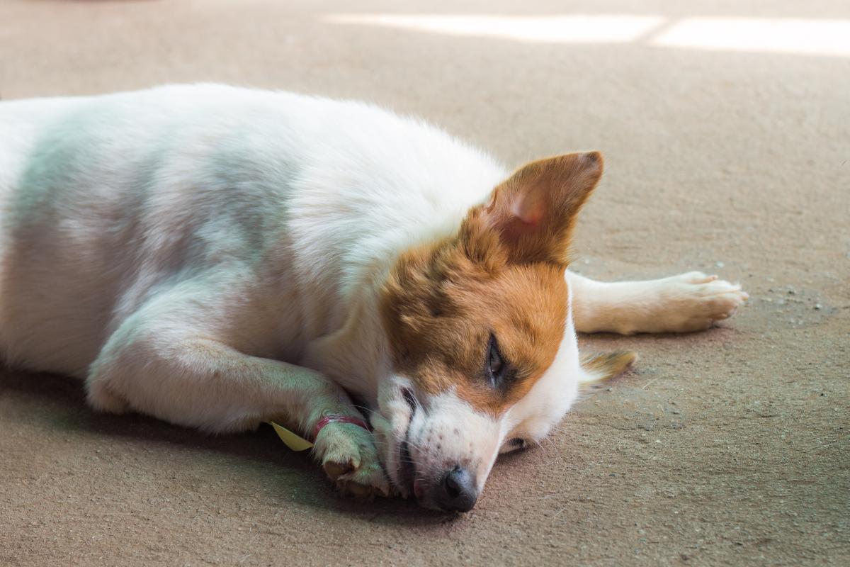 Analgésicos naturales para perros