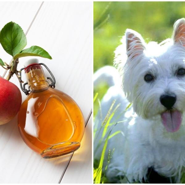 puedo usar vinagre de sidra de manzana para la infección del oído de mi perro