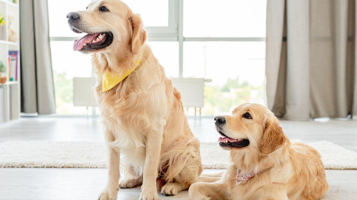 La Ley de Propiedad Horizontal lo establece: si un perro o gato de un vecino causa molestias, la comunidad puede actuar mediante el artículo 7.2