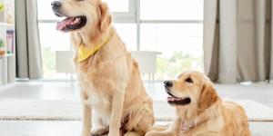 La Ley de Propiedad Horizontal lo establece: si un perro o gato de un vecino causa molestias, la comunidad puede actuar mediante el artículo 7.2