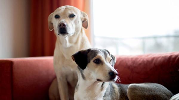 La Ley de Propiedad Horizontal lo establece: si un perro o gato de un vecino causa molestias, la comunidad puede actuar mediante el artículo 7.2 - Las obligaciones que impone la Ley del Bienestar Animal