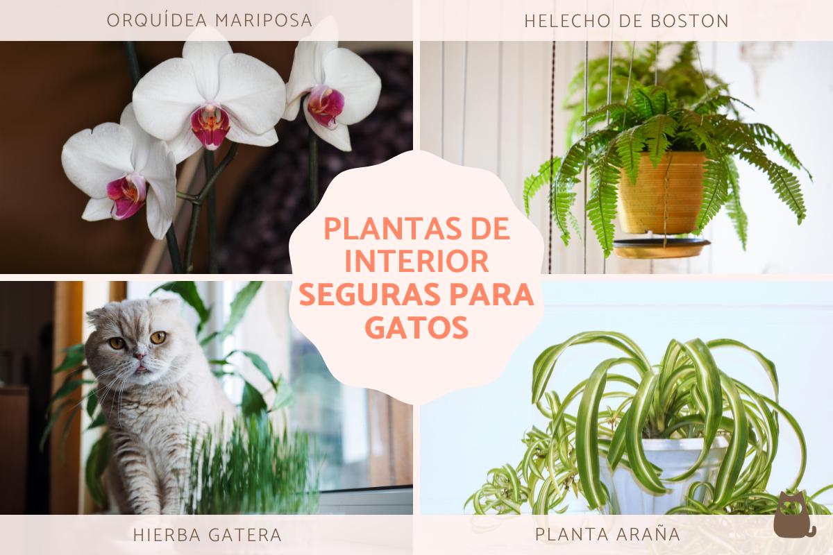 Plantas de interior aptas para gatos
