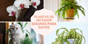 Plantas de interior aptas para gatos