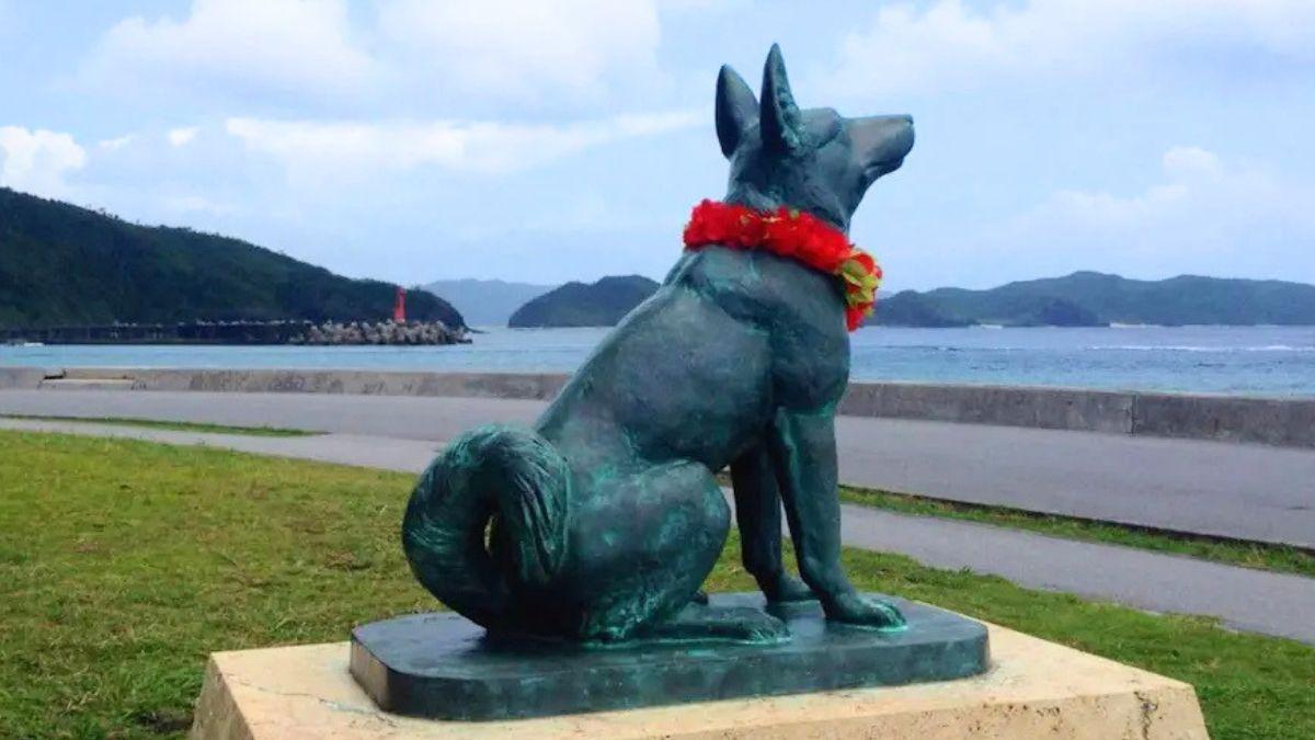 Día tras día, un perro nadaba tres kilómetros para reunirse con su gran amor: la historia de Shiro y Marilyn que inspiró una película