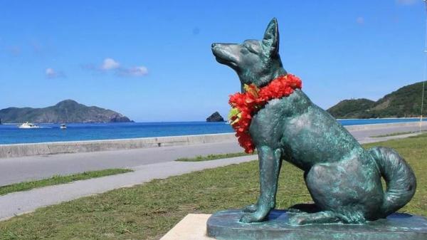 Día tras día, un perro nadaba tres kilómetros para reunirse con su gran amor: la historia de Shiro y Marilyn que inspiró una película - La historia se hizo tan popular que acabaron haciendo una película