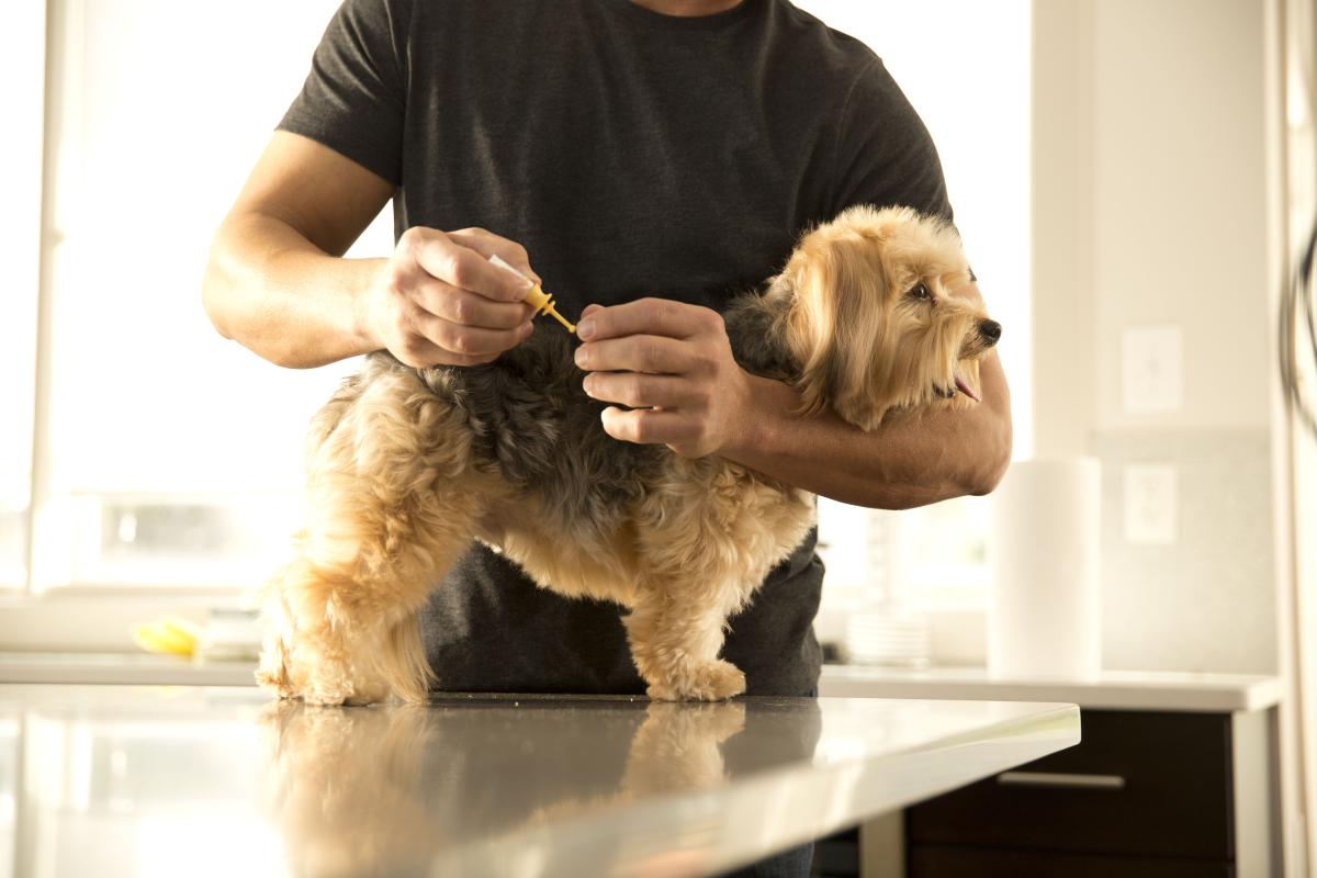 ¿La pipeta antiparasitaria se va con el agua?