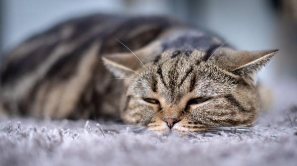 Ya es oficial: la Ley de Bienestar Animal obliga a quienes tienen perros y gatos a llevarlos al veterinario ante cualquier síntoma - La Ley de Bienestar Animal refuerza la responsabilidad de cuidar la salud de las mascotas