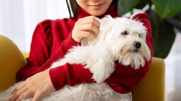 Ya es oficial: la Ley de Bienestar Animal obliga a quienes tienen perros y gatos a llevarlos al veterinario ante cualquier síntoma - No basta con las revisiones rutinarias: la ley obliga a buscar atención veterinaria cuando sea necesario