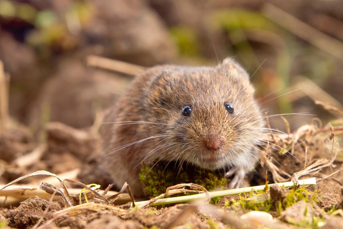 ¿Qué comen los topillos?