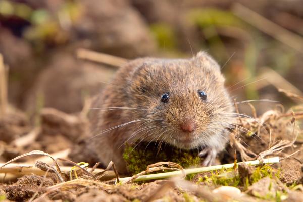 ¿Qué comen los topillos?