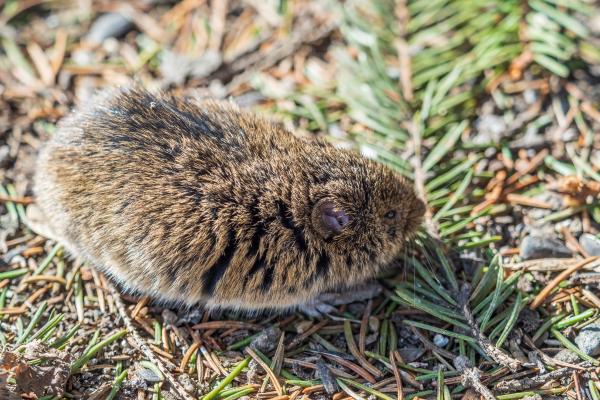 ¿Qué comen los topillos? - ¿Qué comen los topillos adultos?