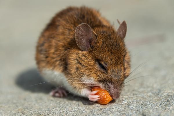¿Qué comen los topillos? - ¿Qué comen los topillos en cautividad?